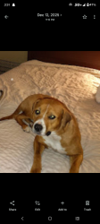 Lost Female Dog last seen Ballpark , Mamou, LA 70554
