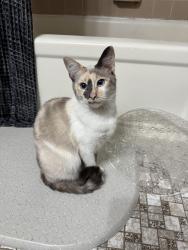 Lost Female Cat last seen Holy family university , Philadelphia, PA 19114