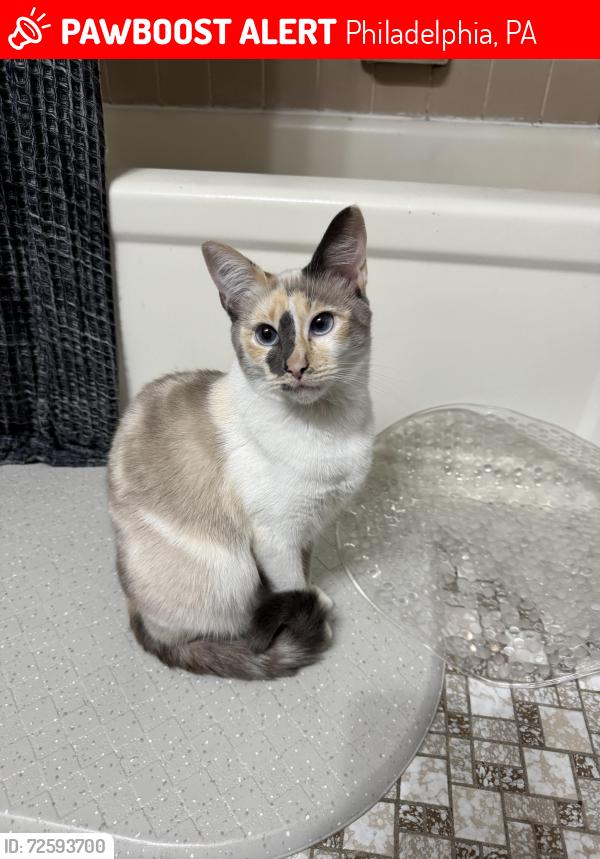 Lost Female Cat last seen Holy family university , Philadelphia, PA 19114