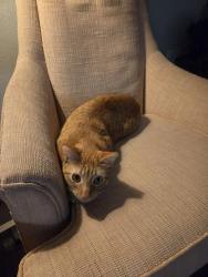 Lost Male Cat last seen Saddle ridge apartments, San Antonio, TX 78240