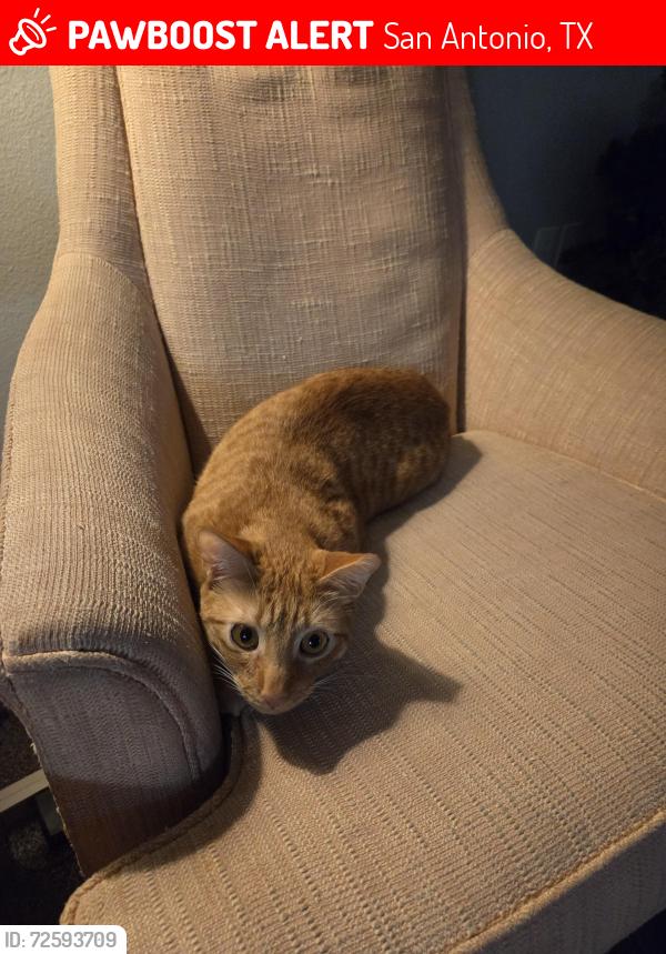 Lost Male Cat last seen Saddle ridge apartments, San Antonio, TX 78240