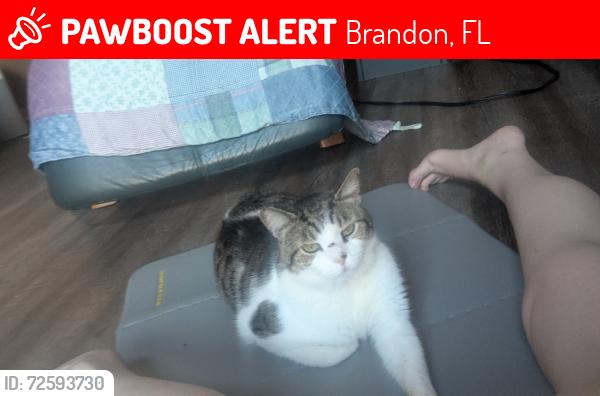 Lost Male Cat last seen Cattleman Drive, Brandon, FL 33511