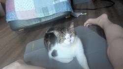 Lost Male Cat last seen Cattleman Drive, Brandon, FL 33511