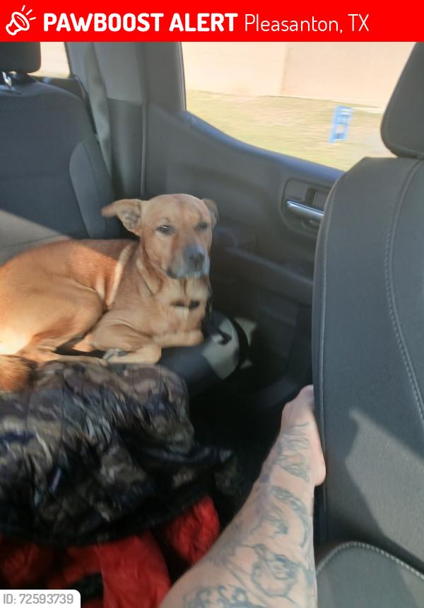 Lost Male Dog last seen Farm to Market 536, Pleasanton, TX 78064
