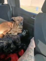Lost Male Dog last seen Farm to Market 536, Pleasanton, TX 78064