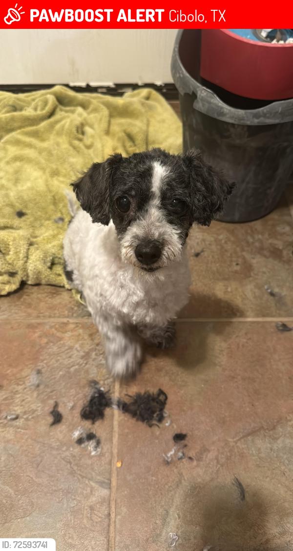 Lost Female Dog last seen Lantana first Neighborhood coming from I35, close to Santikos , Cibolo, TX 78108
