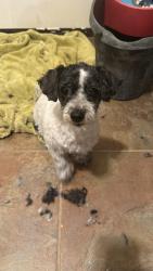 Lost Female Dog last seen Lantana first Neighborhood coming from I35, close to Santikos , Cibolo, TX 78108