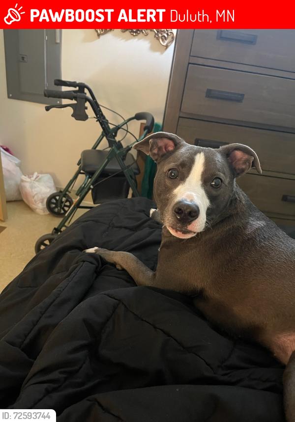 Lost Female Dog last seen Near piedmont ave or curlys, Duluth, MN 55806