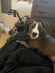 Lost Female Dog last seen Near piedmont ave or curlys, Duluth, MN 55806