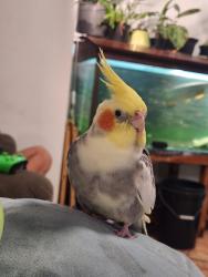 Lost Male Bird last seen Helmore park, Jacobs Well, QLD 4208