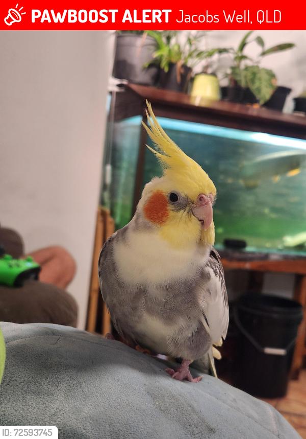 Lost Male Bird last seen Helmore park, Jacobs Well, QLD 4208