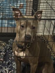 Lost Male Dog last seen Bus terminal , Baton Rouge, LA 70806