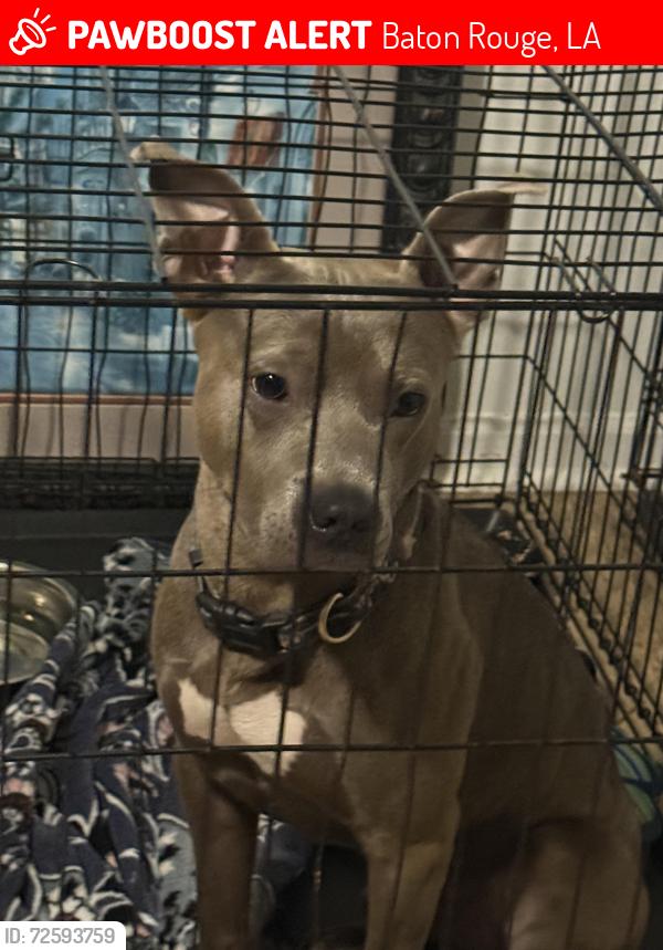 Lost Male Dog last seen Bus terminal , Baton Rouge, LA 70806