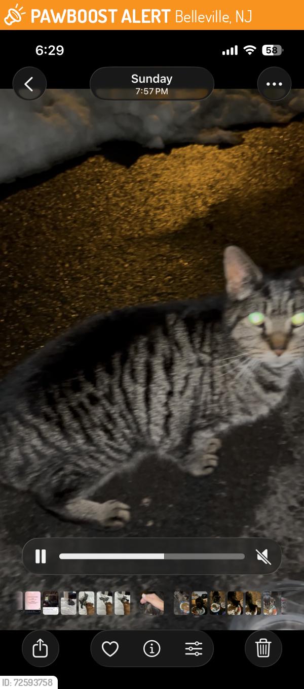 Found/Stray Female Cat last seen Dewitt, Belleville, NJ 07109