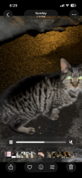 Found/Stray Female Cat last seen Dewitt, Belleville, NJ 07109