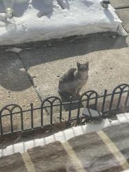 Found/Stray Unknown Cat last seen Ellis and Maurer Streets Gloucester Twp, Gloucester Township, NJ 08021