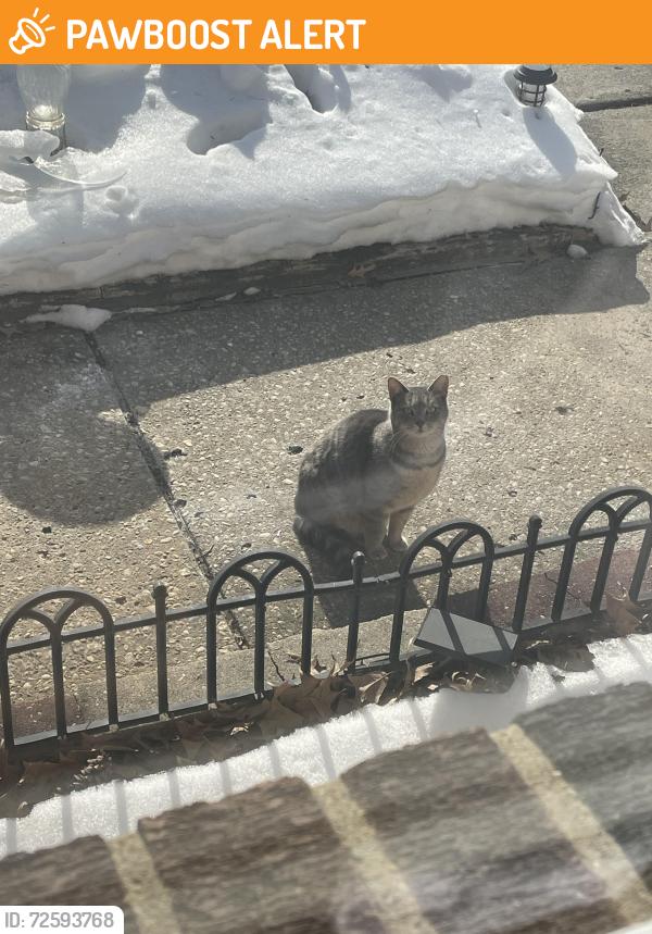 Found/Stray Unknown Cat last seen Ellis and Maurer Streets Gloucester Twp, Gloucester Township, NJ 08021
