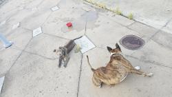 Lost Male Dog last seen Main st, Jacksonville, FL 32209