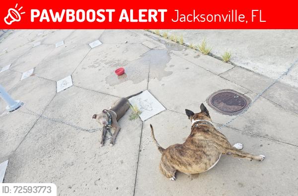 Lost Male Dog last seen Main st, Jacksonville, FL 32209