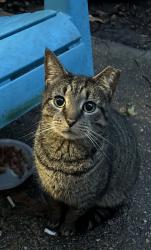 Found/Stray Unknown Cat last seen Thalia Trace Drive/Thalia Trace Ct, Virginia Beach, VA 23452