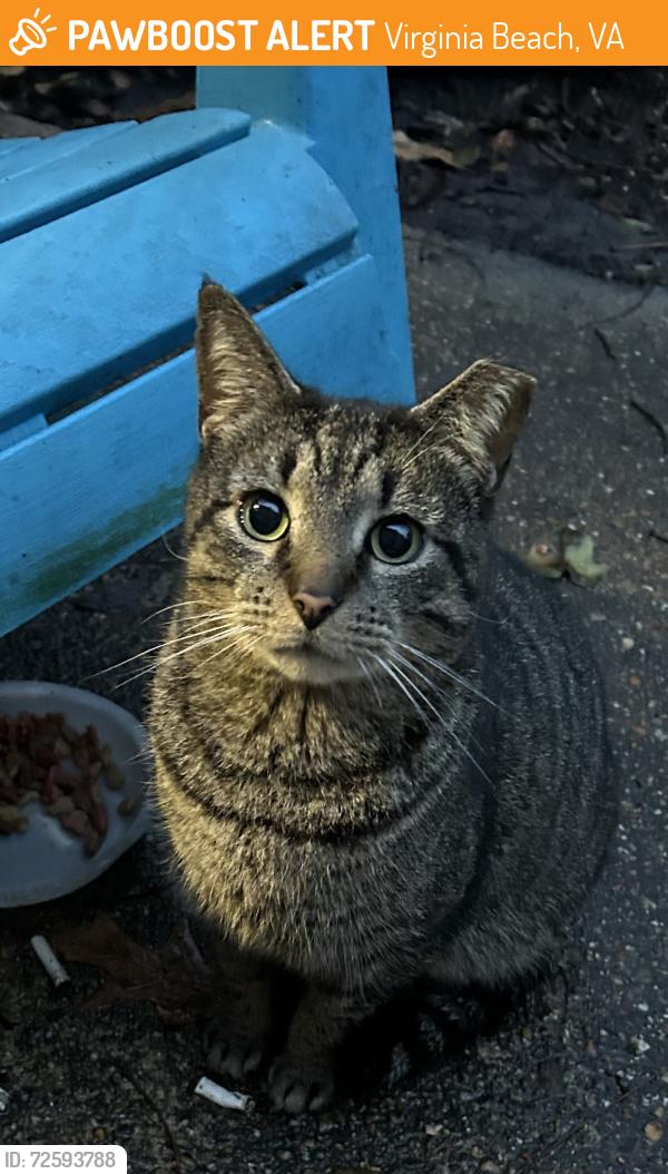 Found/Stray Unknown Cat last seen Thalia Trace Drive/Thalia Trace Ct, Virginia Beach, VA 23452