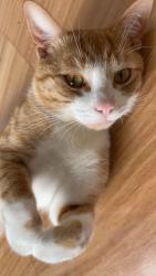 Lost Male Cat last seen Melton, Brookfield, VIC 3338