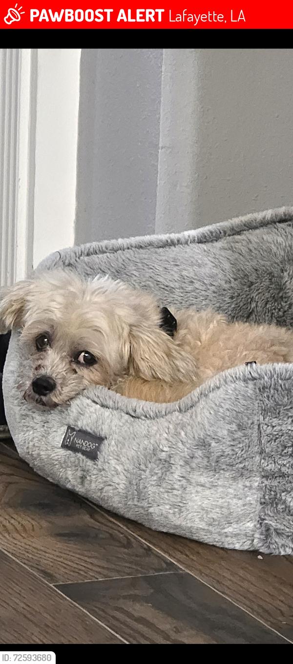 Lost Male Dog last seen Bayberry Point subdivision at Hammond Road, Lafayette, LA 70501