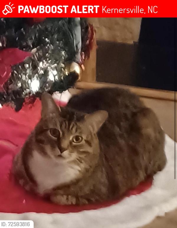 Lost Male Cat last seen Near gordon terrace rd Kernersville , Kernersville, NC 27284