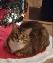 Lost Male Cat last seen Near gordon terrace rd Kernersville , Kernersville, NC 27284