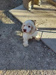Lost Male Dog last seen Route 202 not far from Fulton Farms, Troy, OH 45373