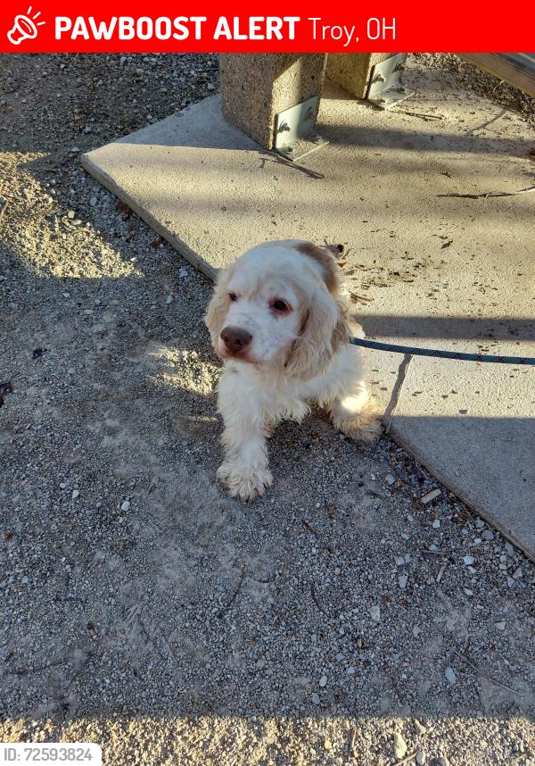 Lost Male Dog last seen Route 202 not far from Fulton Farms, Troy, OH 45373