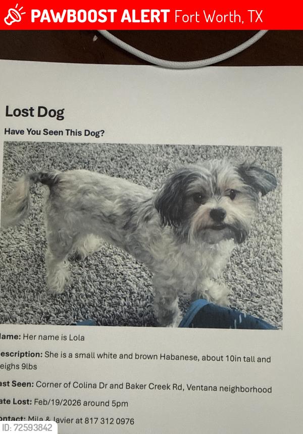 Lost Female Dog last seen Colina dr, Fort Worth, TX 76126