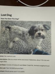 Lost Female Dog last seen Colina dr, Fort Worth, TX 76126