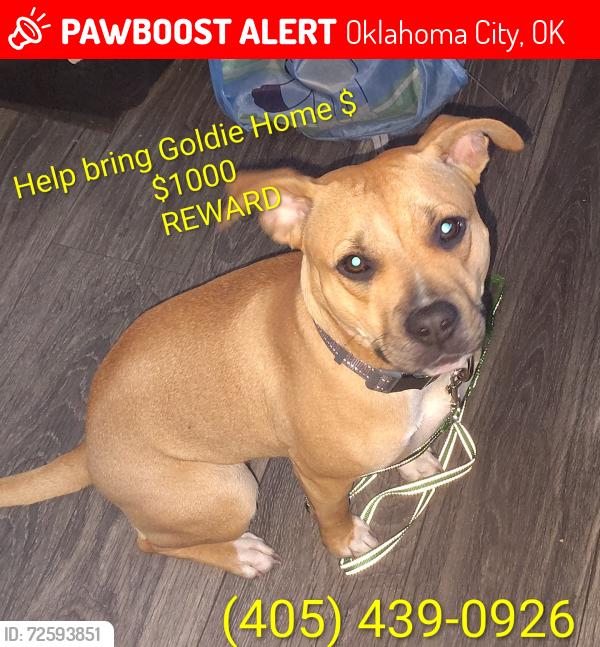 Lost Female Dog last seen Reno and meridian , Oklahoma City, OK 73107