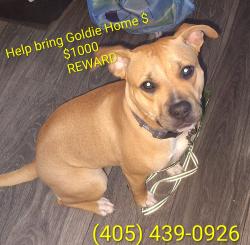 Lost Female Dog last seen Reno and meridian , Oklahoma City, OK 73107