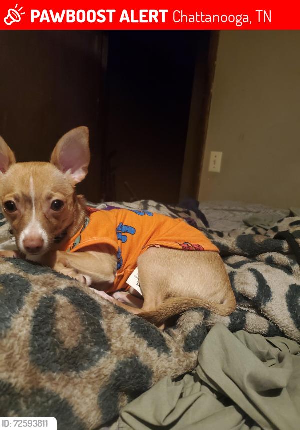 Lost Male Dog last seen Bonny Oaks/Borris/Bishop drive, Chattanooga, TN 37416