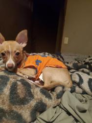 Lost Male Dog last seen Bonny Oaks/Borris/Bishop drive, Chattanooga, TN 37416