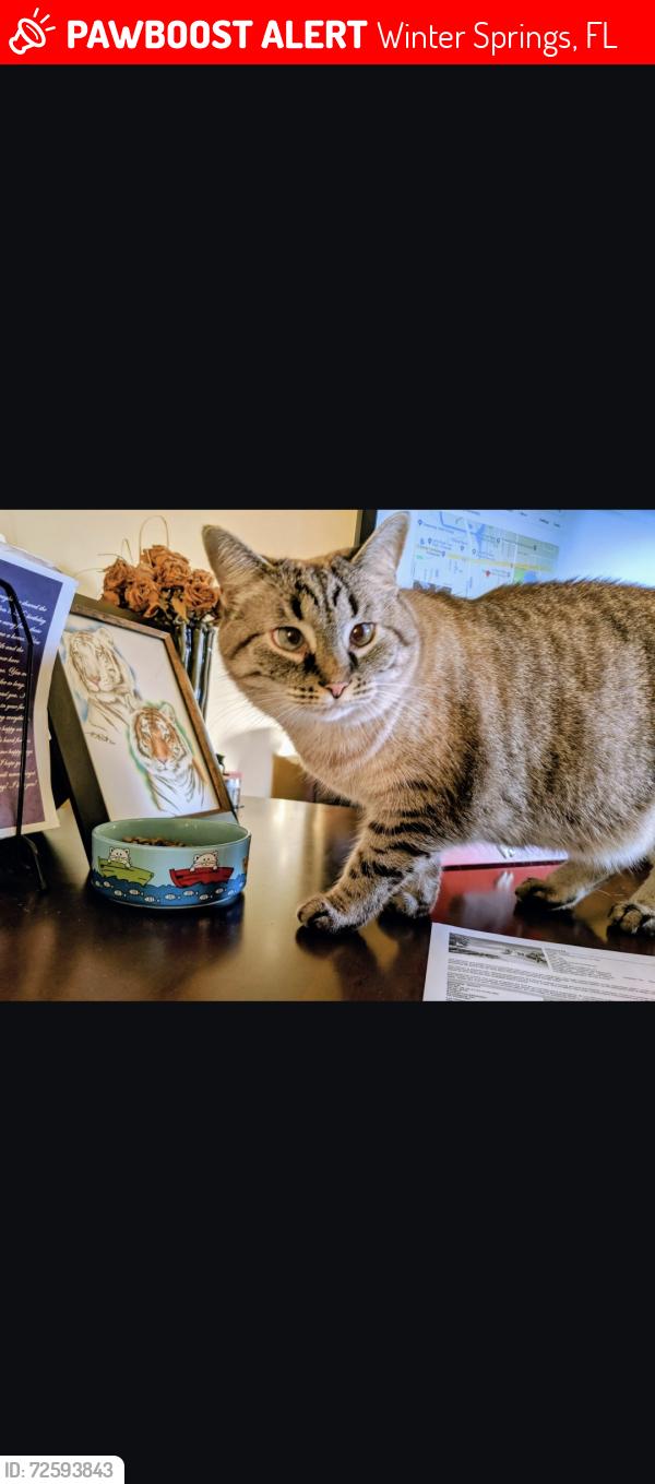 Lost Female Cat last seen Dolphin Rd, Winter Springs, FL 32708