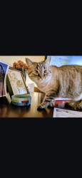 Lost Female Cat last seen Dolphin Rd , Winter Springs, FL 32708