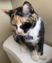 Reunited Female Cat last seen Adams Ave, San Diego, CA 92115