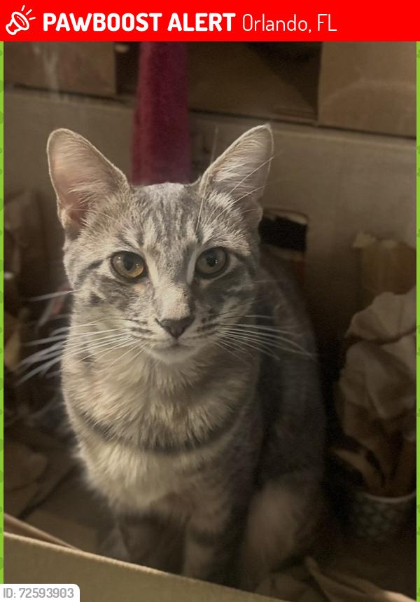 Lost Female Cat last seen Town loop blvd, Orlando, FL 32837