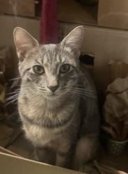 Lost Female Cat last seen Town loop blvd, Orlando, FL 32837