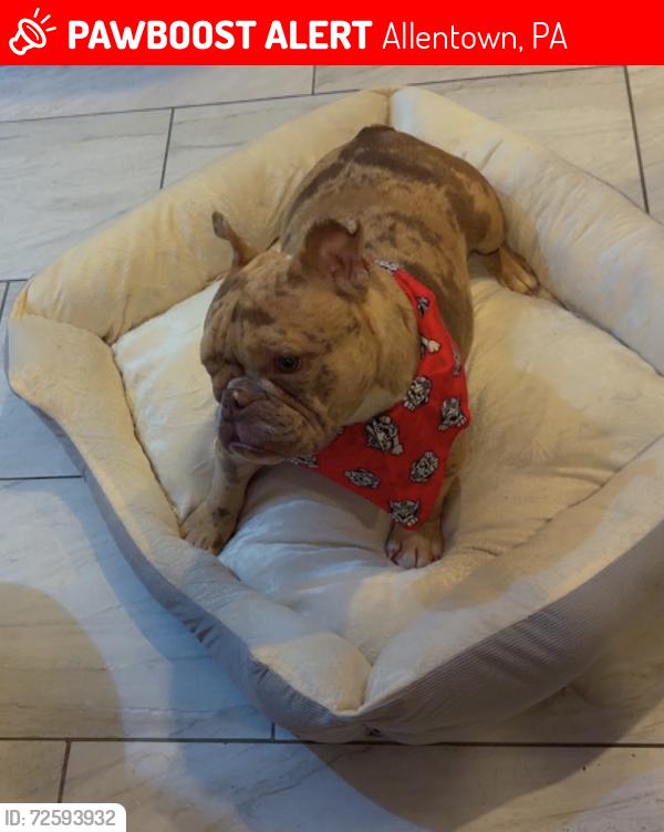 Lost Female Dog last seen W WASHINGTON ST AND N BUFFALO ST, ALLENTOWN, Pennsylvania, 18104, Allentown, PA 18101