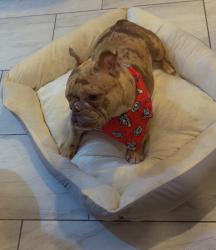 Lost Female Dog last seen W WASHINGTON ST AND N BUFFALO ST, ALLENTOWN, Pennsylvania, 18104, Allentown, PA 18101