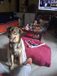Lost Male Dog last seen Near Sorella ct houston, tx, Houston, TX 77024