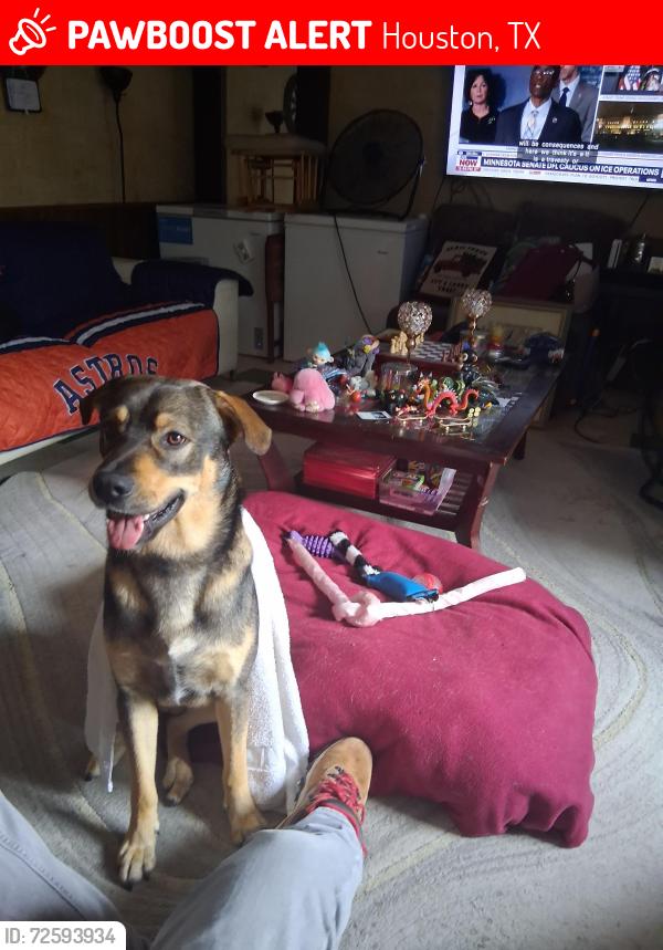 Lost Male Dog last seen Near Sorella ct houston, tx, Houston, TX 77024
