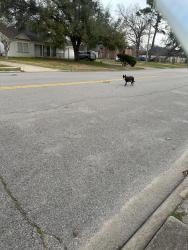 Found/Stray Female Dog last seen Meadowcreek community center, Houston, TX 77017