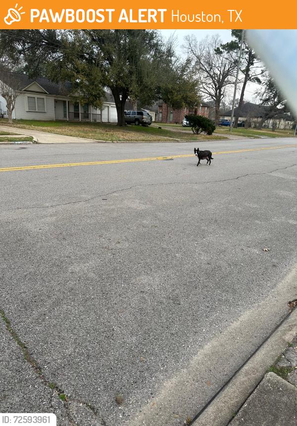 Found/Stray Female Dog last seen Meadowcreek community center, Houston, TX 77017
