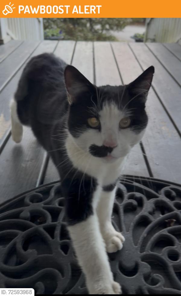 Found/Stray Unknown Cat last seen Animal Allies, Spartanburg County, SC 29307