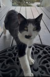 Found/Stray Unknown Cat last seen Animal Allies, Spartanburg County, SC 29307
